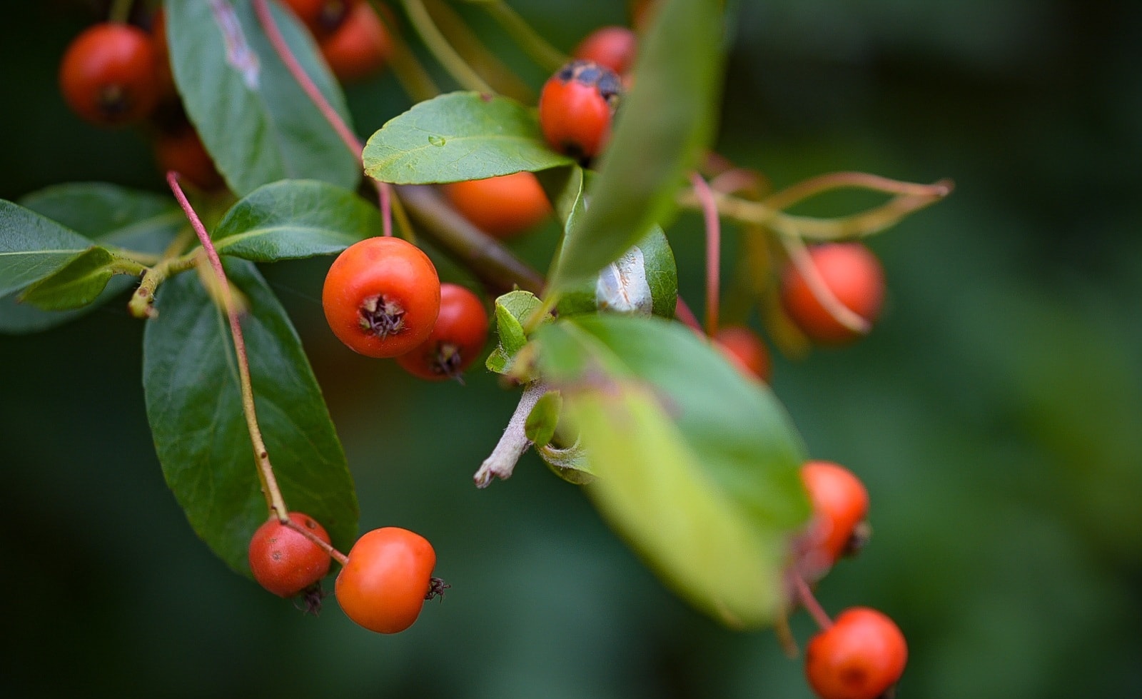 Pyracantha crenulata